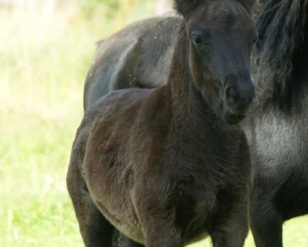 horse Krümel (Shetland Pony,  , from Kapsones van Stal het Noordereind)