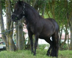 horse Bella (Shetland Pony, 2021, from Kapsones van Stal het Noordereind)