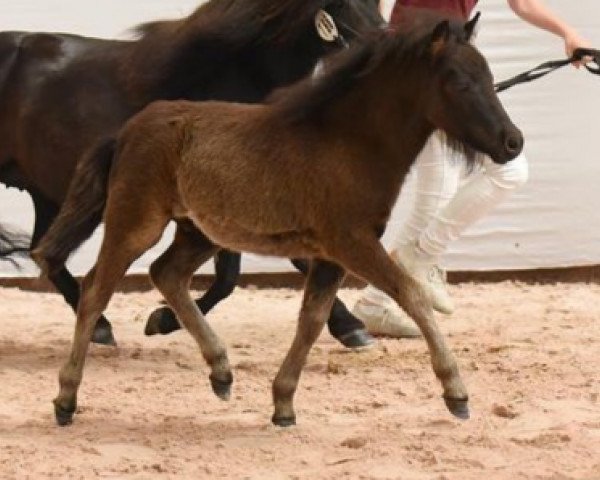 horse Kimba (Shetland Pony, 2023, from Kapsones van Stal het Noordereind)