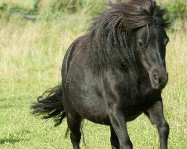 Zuchtstute Lykke vom Erlenhof (Shetland Pony, 2015, von Wilko von Obernissa)