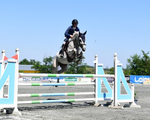 jumper Ribisel H (Austrian Warmblood, 2018, from Centurio 22)