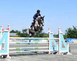 Springpferd Ribisel H (Österreichisches Warmblut, 2018, von Centurio 22)