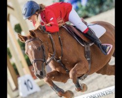 jumper Lady Foxx (German Warmblood, 1993)