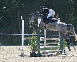 jumper Coco Chanel 31 (German Warmblood, 2018, from Cristallo I)