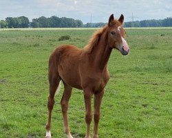 Dressurpferd Stella Girl (Rheinländer, 2021, von For Donnerhall)