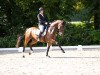 dressage horse Lemony's Lady (Westphalian, 2014, from Lemony's Nicket)