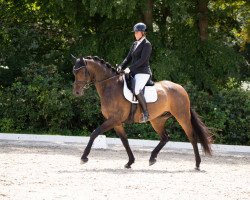 dressage horse Decantado (Westphalian, 2017, from D'Egalite)