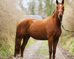 Springpferd Darija L (Deutsches Sportpferd, 2020, von Lausitzer)