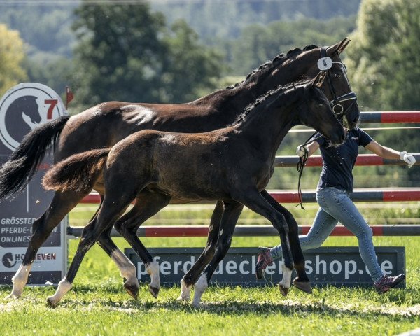 dressage horse Hengst von Feliciano / Quaterback (Oldenburg, 2023, from Feliciano)