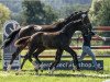 dressage horse Hengst von Feliciano / Quaterback (Oldenburg, 2023, from Feliciano)