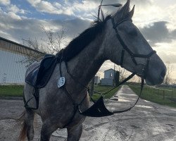 jumper Under Amor MW (German Sport Horse, 2019, from Untouchable)