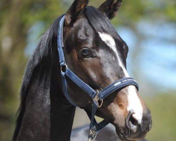 dressage horse Carpendale (Trakehner, 2014, from Dürrenmatt (ex Domino))