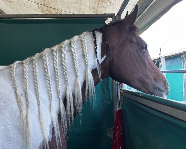 Springpferd Fancy Surprise (Pinto/Kleines Reitpferd, 2011, von NorCal Sierra SnoMan)