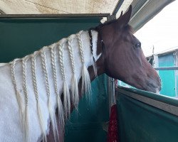 jumper Fancy Surprise (Pinto / Small Riding Horse, 2011, from NorCal Sierra SnoMan)