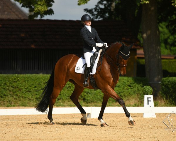 dressage horse Chaccometti (Bavarian, 2009, from Chacco-Blue)