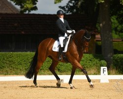 dressage horse Chaccometti (Bayer, 2009, from Chacco-Blue)