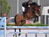 jumper Vivant Boy (Oldenburg show jumper, 2013, from Vivant)