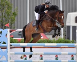 jumper Vivant Boy (Oldenburg show jumper, 2013, from Vivant)