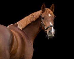 broodmare Hesselteichs Arabella II (German Riding Pony, 2017, from A Gorgeous)