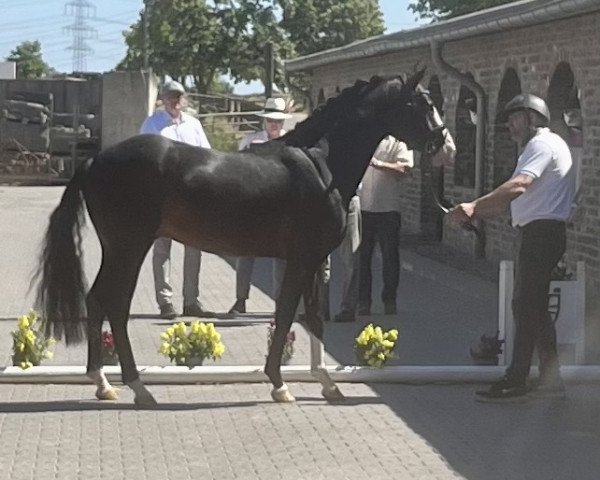 stallion Risk and Fun (German Riding Pony, 2020, from Ronaldo Vom Schwarzbach)