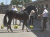 Deckhengst Risk and Fun (Deutsches Reitpony, 2020, von Ronaldo Vom Schwarzbach)