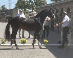 stallion Risk and Fun (German Riding Pony, 2020, from Ronaldo Vom Schwarzbach)