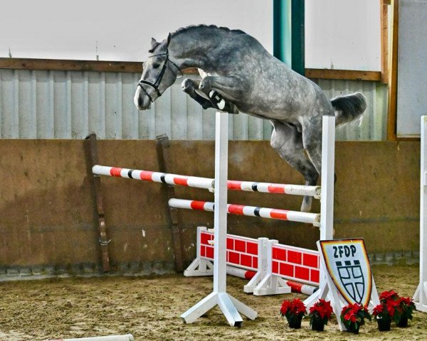 Deckhengst Oklahoma TS (KWPN (Niederländisches Warmblut), 2019, von van Gogh)