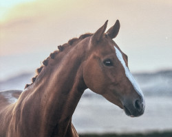 dressage horse Samba de Lavinia 3 (Westphalian, 2015, from Sir Heinrich OLD)