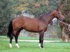 stallion Cristal Platière (Selle Français, 1990, from Starter)