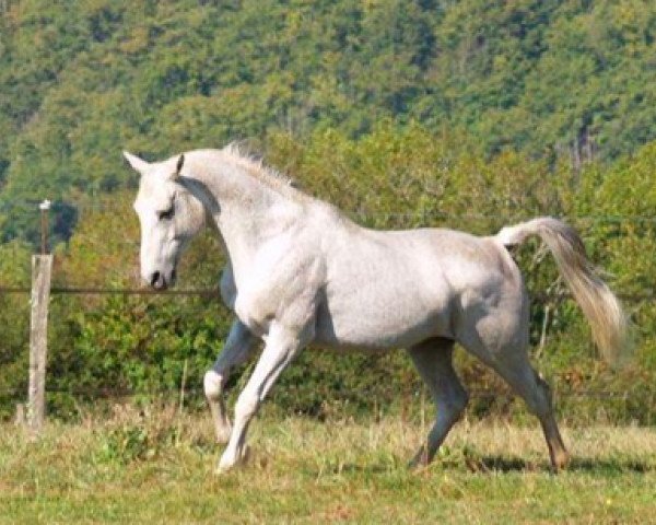 stallion Khadar ox (Arabian thoroughbred, 1998, from Persik ox)