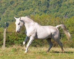 stallion Khadar ox (Arabian thoroughbred, 1998, from Persik ox)