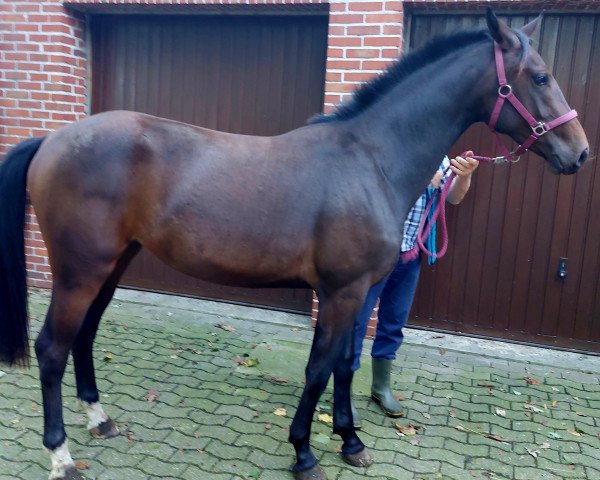 dressage horse Sanza D (Westphalian, 2021, from Selectric)