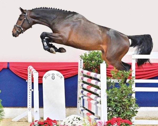 jumper Hengst von Comme Prévu / Convoi (Oldenburg show jumper, 2020, from Comme Prevu)