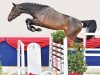 jumper Hengst von Comme Prévu / Convoi (Oldenburg show jumper, 2020, from Comme Prevu)