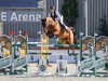 jumper Messloubeta (Oldenburg show jumper, 2014, from HH Messenger)