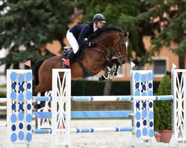 jumper Kempo Cortechacco (Oldenburg, 2012, from Cortez 49)