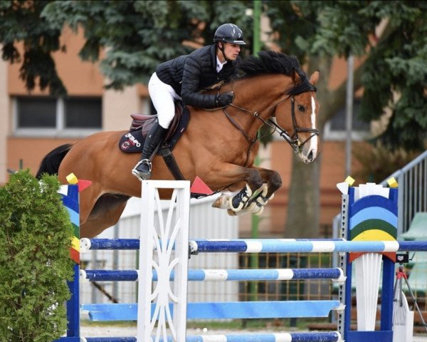 jumper Kempo Cellini (Mecklenburg, 2013)