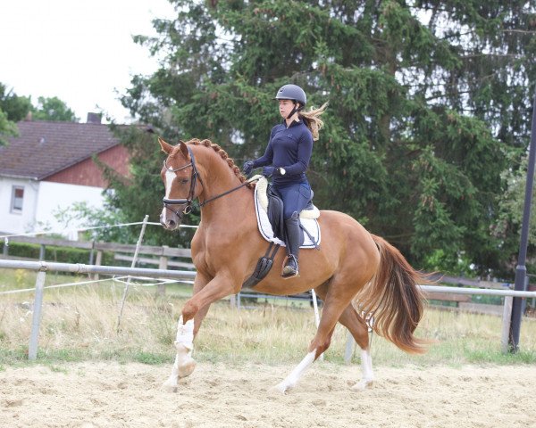 dressage horse Fürst Frederico 6 (Hanoverian, 2019, from Birkhof's Fabritius FBW)