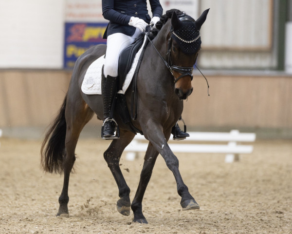 dressage horse Hesselteichs Lucky Ones Best (German Riding Pony, 2015, from Lucky One)