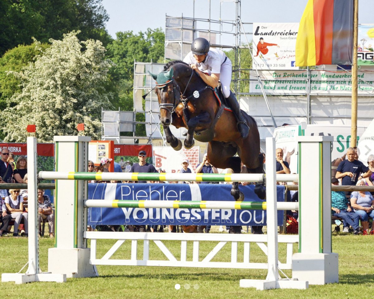 Deckhengst Landskron 3 (Deutsches Sportpferd, 2012, von Lahnstein 4)