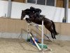 jumper Cortina 8 (German Sport Horse, 2016, from Landskron 3)