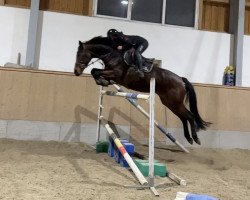 jumper Cortina 8 (German Sport Horse, 2016, from Landskron 3)