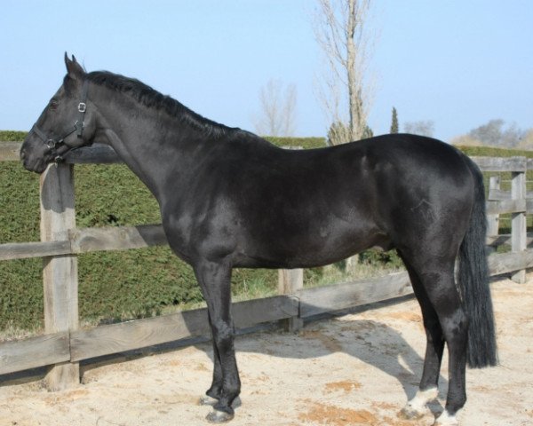 stallion Happy Vergoignan AA (Anglo-Arabs, 1995, from Oberon du Moulin)