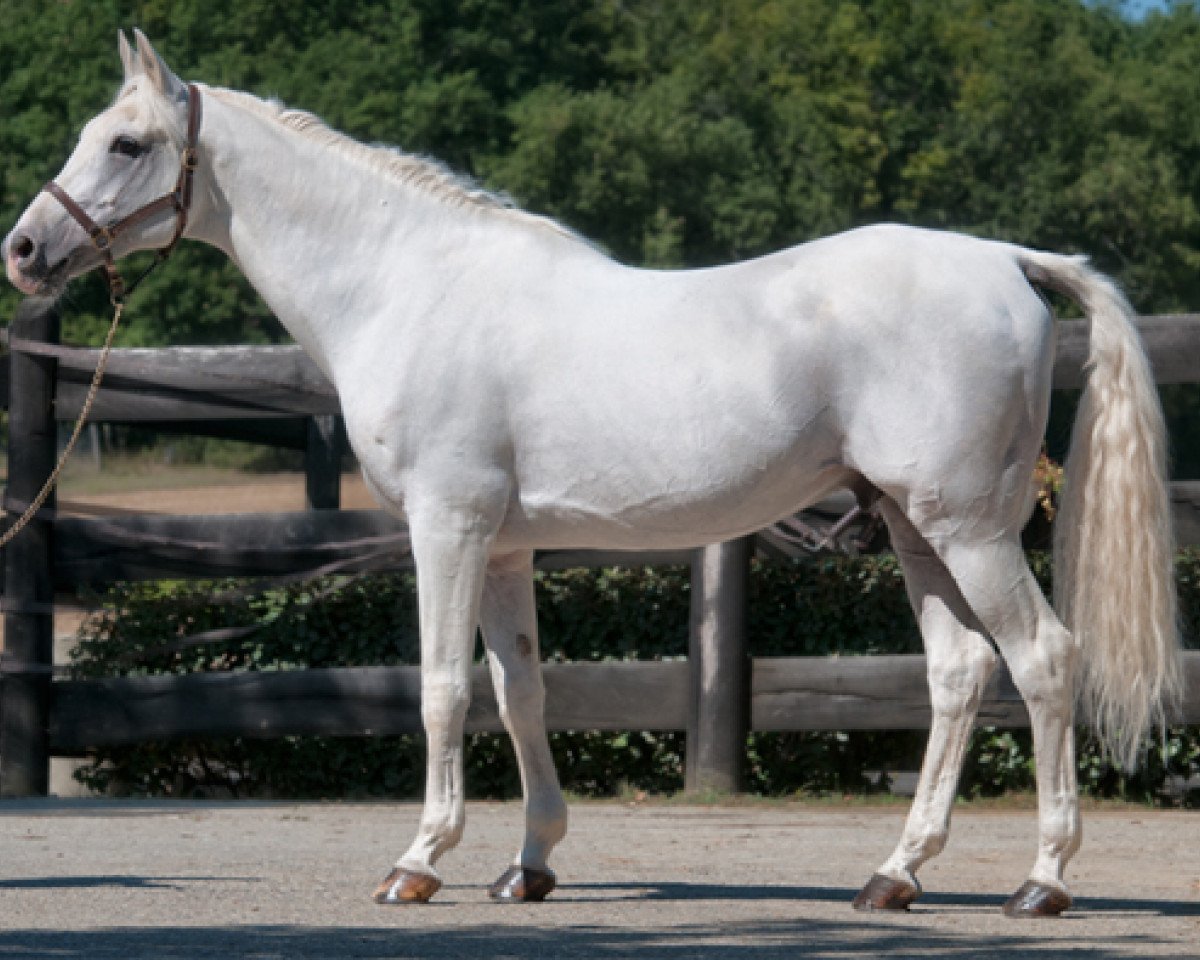 stallion Sadepers ox (Arabian purebred, 1992, from Persik ox)