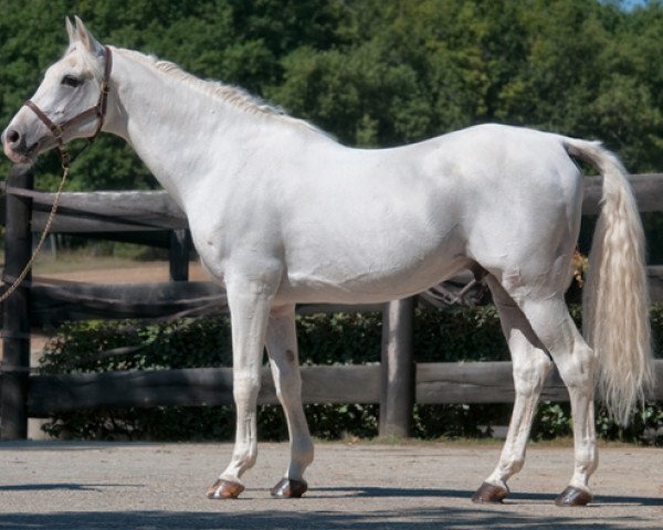 stallion Sadepers ox (Arabian thoroughbred, 1992, from Persik ox)