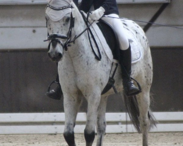 dressage horse Spotty (Appaloosa, 2010)
