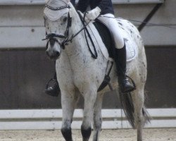 dressage horse Spotty (Appaloosa, 2010)