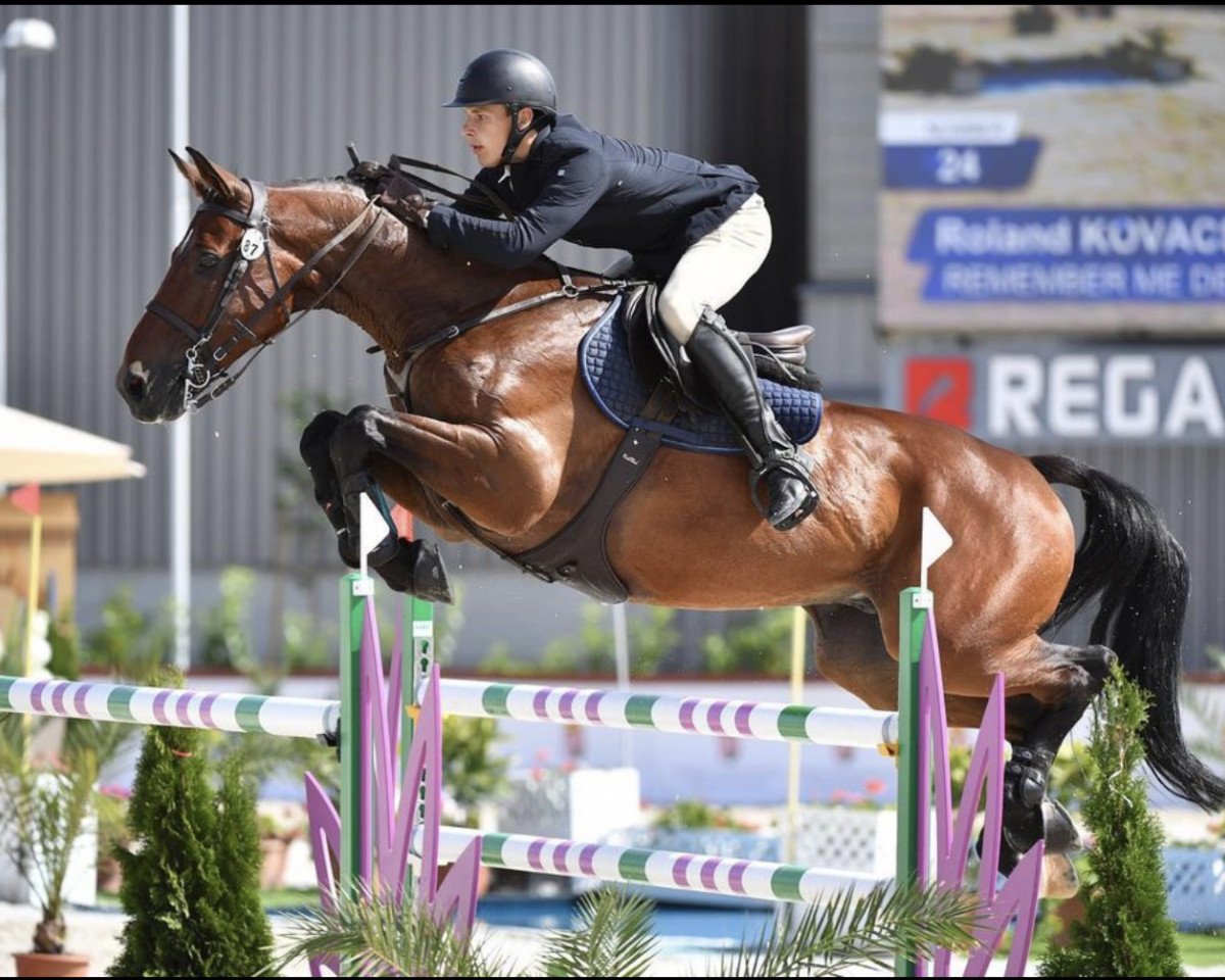 Springpferd Remember Me de Ganad (Ungarisches Warmblut, 2009, von Quifilio)