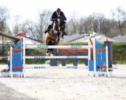 jumper Helios C (Oldenburg show jumper, 2006, from Flemmingh)