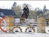 jumper Diorina (Oldenburg show jumper, 2015)